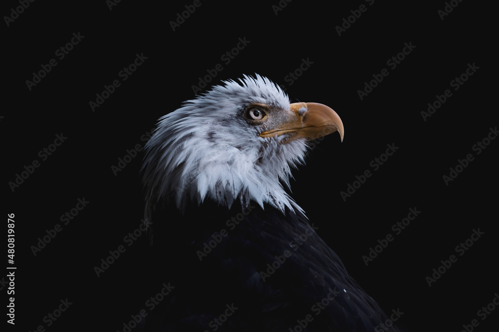 Obraz premium Bald Eagle staring into light against a black background eagle eye