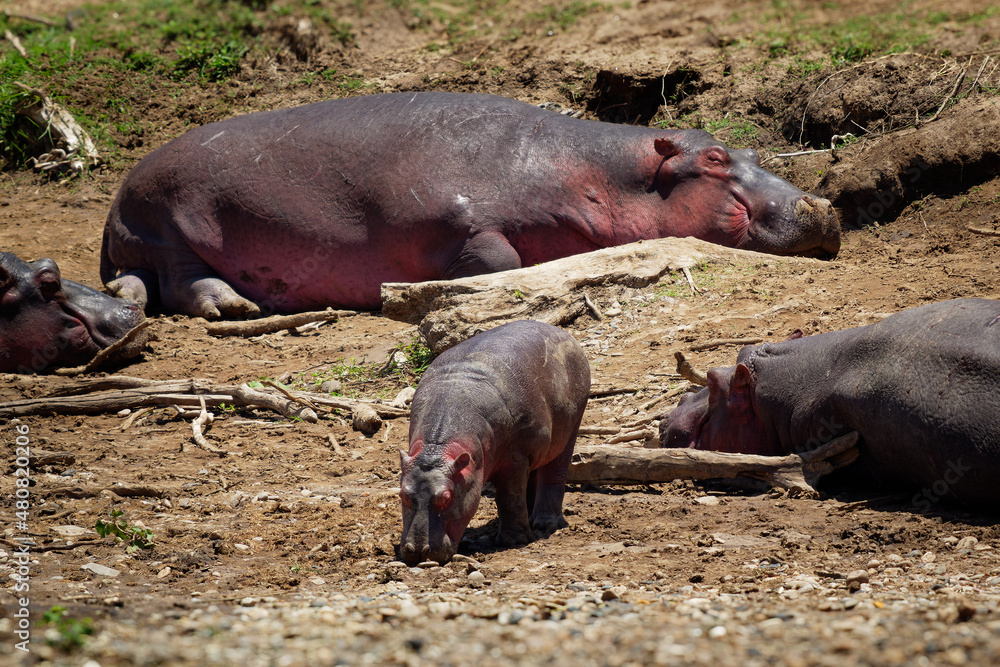 Hippopotamus - Hippopotamus amphibius or hippo is large, mostly herbivorous, semiaquatic mammal native to sub-Saharan Africa. Adults resting and juvenile calf walking on the river Mara bank Hippopotamus - Hippopotamus amphibius or hippo is large, mostly herbivorous, semiaquatic mammal native to sub-Saharan Africa. Adults resting and juvenile calf walking on the river Mara bank