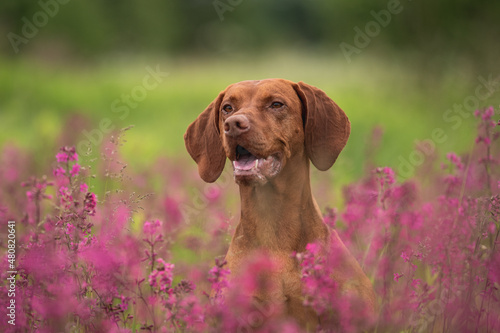 Close-up portrait of a Hungarian vizsla among pink flowers on a cloudy spring day