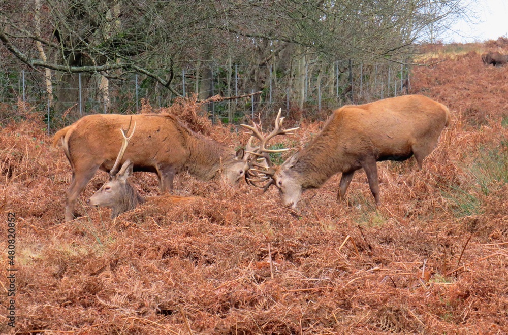 Red Deer at Richmond Park London Red Deer at Richmond Park London