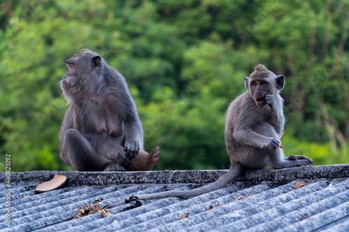 Bali Macaque Monkeys © David