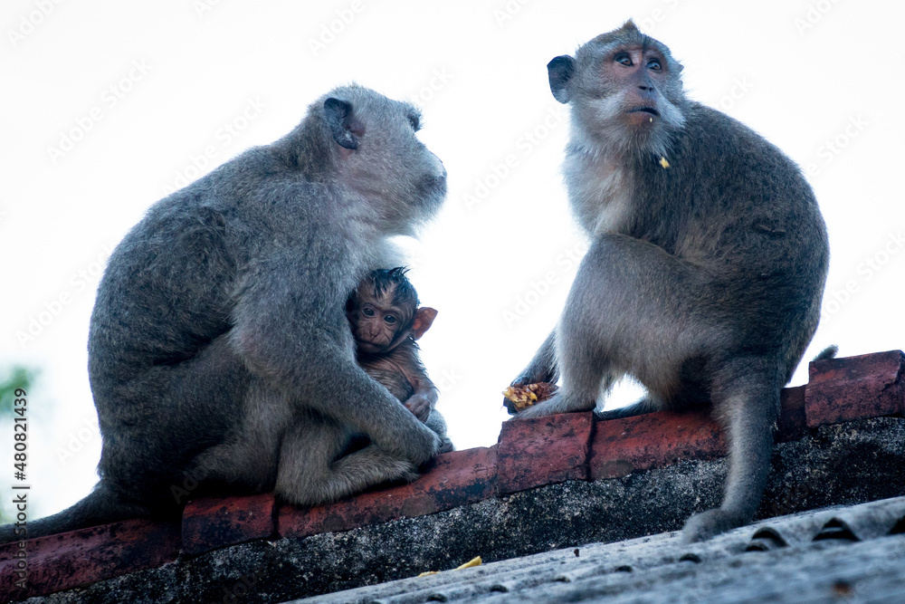 Naklejka premium Bali Macaque Monkeys 22
