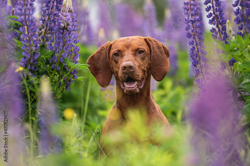 Close-up portrait of a Hungarian vizsla among purple flowers on a cloudy spring day. Dog emotions. Lupin field