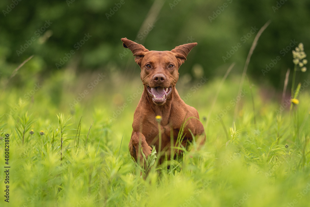 A muscular Hungarian Vizsla dog running across a green field on a cloudy spring day. Paws in the air. The mouth is open.