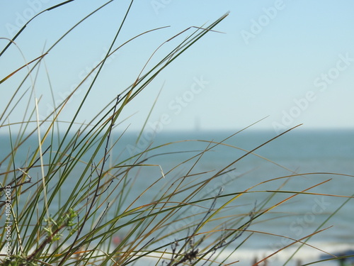 dune and beach plant