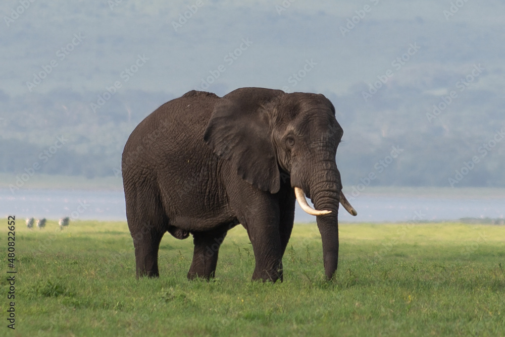 Obraz premium African elephant