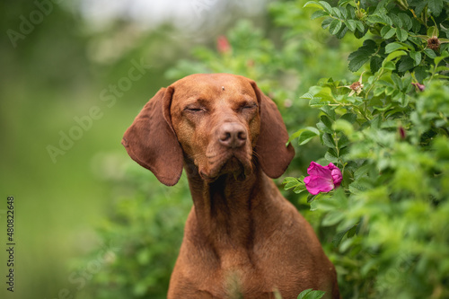 Close-up portrait of a Hungarian Vizsla dog among bushes of unopened roses. The eyes are closed