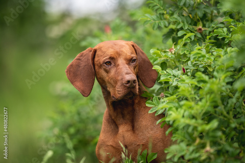 Close-up portrait of a Hungarian Vizsla dog among bushes of unopened roses