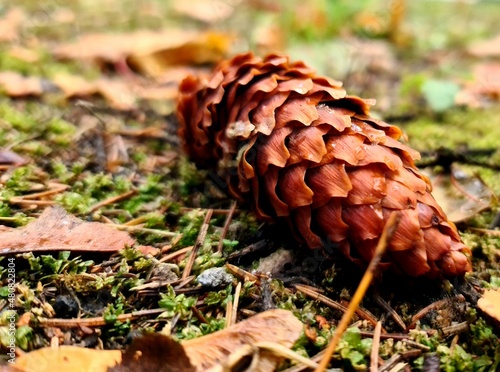 Belarus - Mozyr - pine cone on the moss