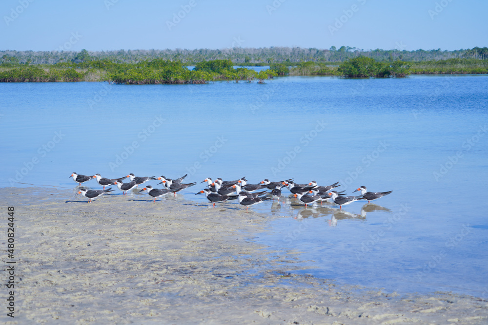 Fototapeta premium Beautiful beach and gulf of mexico in Florida