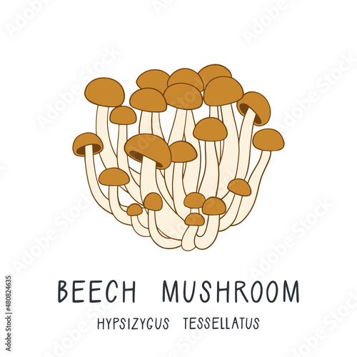 Vector illustration of a beech mushroom isolated on white background. Hypsizygus tessellatus. Forest edible fungi. Liquid culture. 