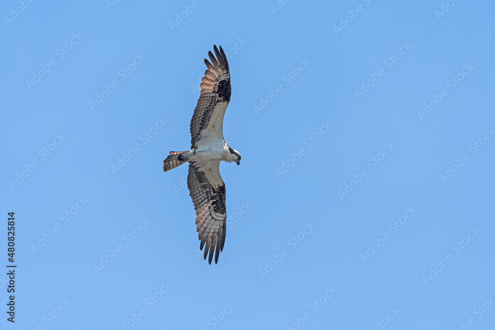 Fototapeta premium Osprey Circling in Search of Prey