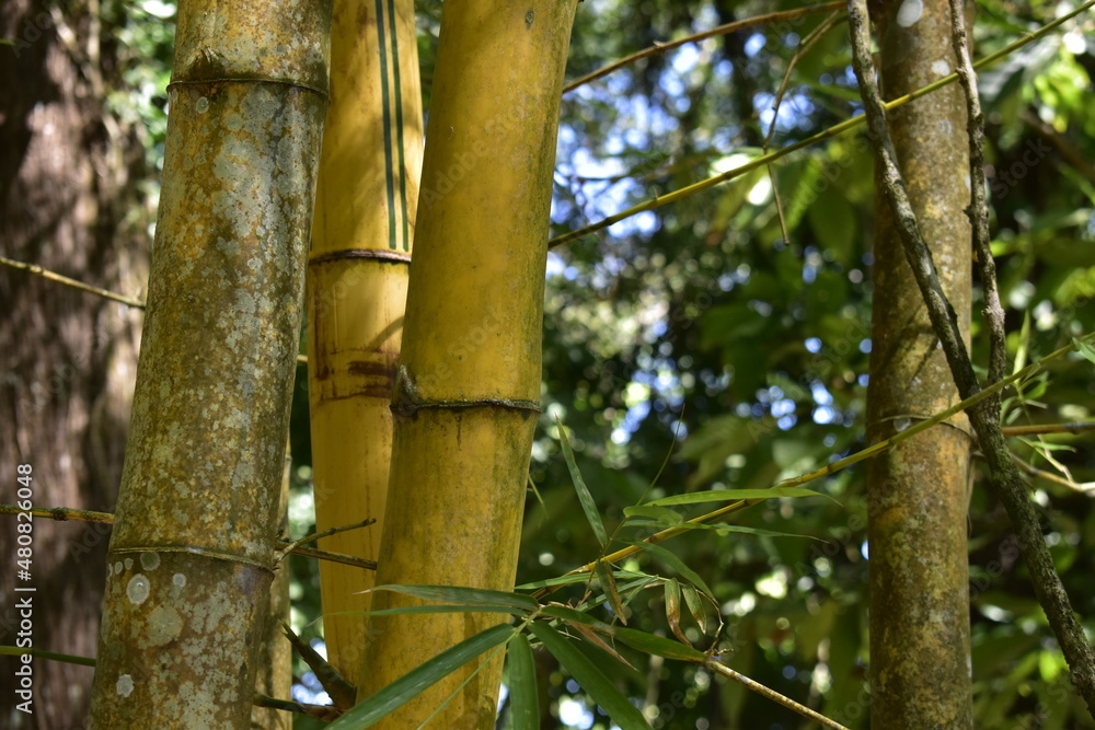 Fototapeta premium bamboo en la selva