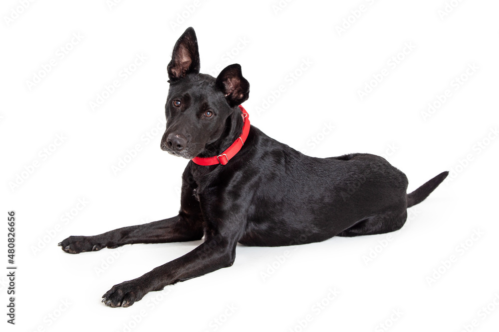 Large Black Crossbreed Dog Red Collar Lying Down Large Black Crossbreed Dog Red Collar Lying Down
