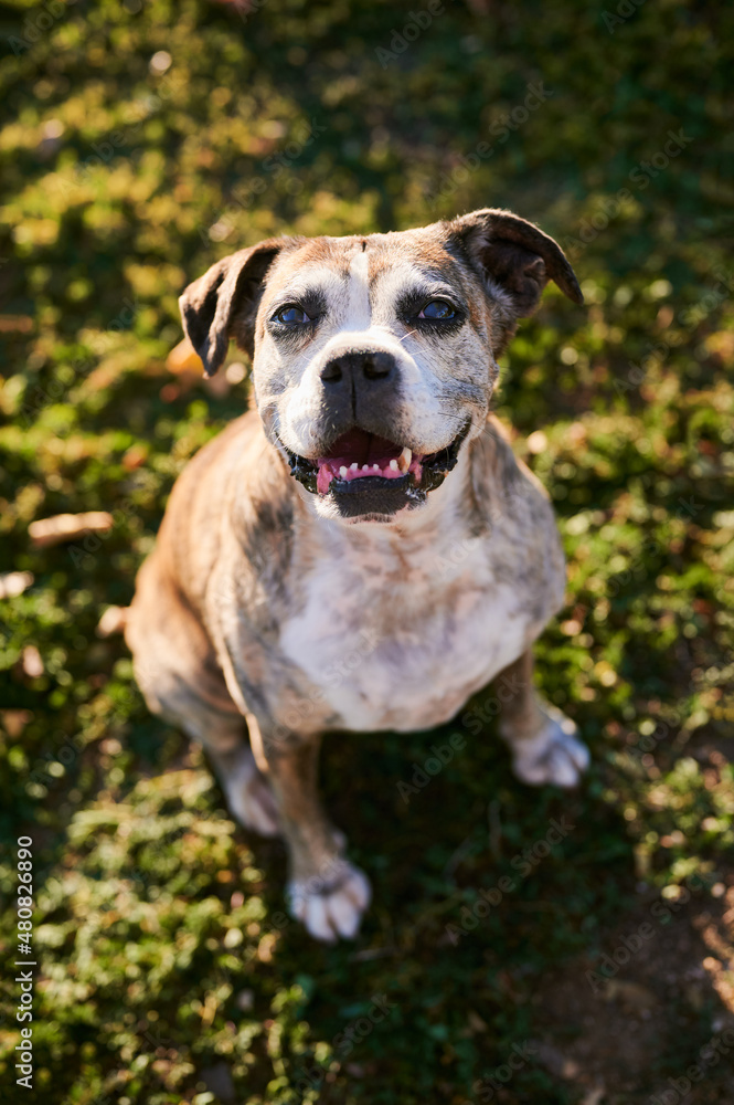 From above of adorable obedient Boxer dog looking at camera while sitting on grassy lawn on sunny summer day