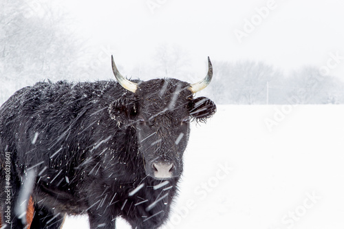 Cows bear the winter snow in a field