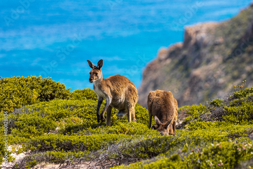 kangaroos in a field