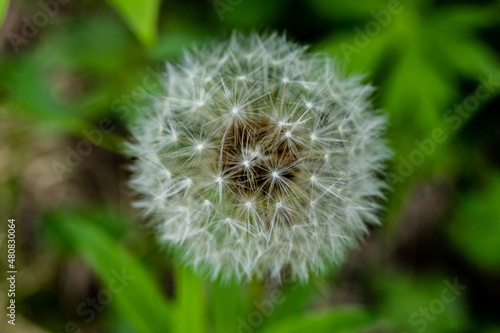 Macrophotograph of Dandelion Bloom