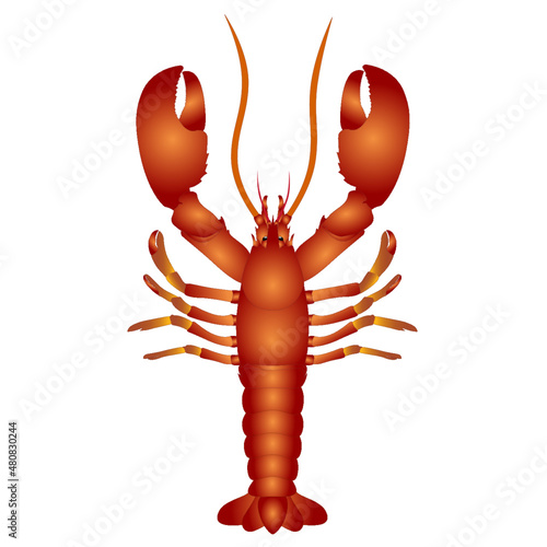 lobster top view