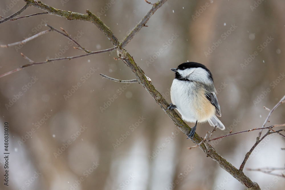 Naklejka premium Chickadee perched on a tree branch in winter
