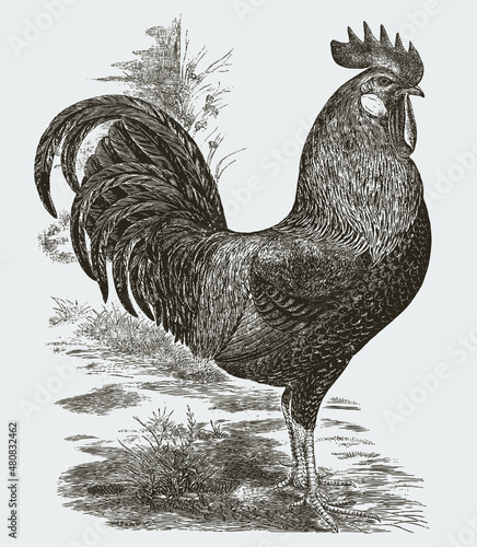 Fotografiet Standing brown Leghorn cock in profile view