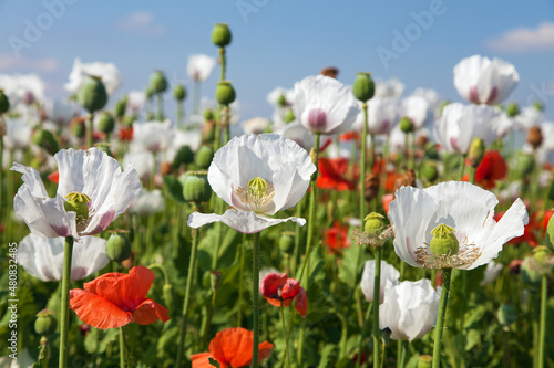 Fototapeta Naklejka Na Ścianę i Meble -  flowering opium poppy field in Latin papaver somniferum