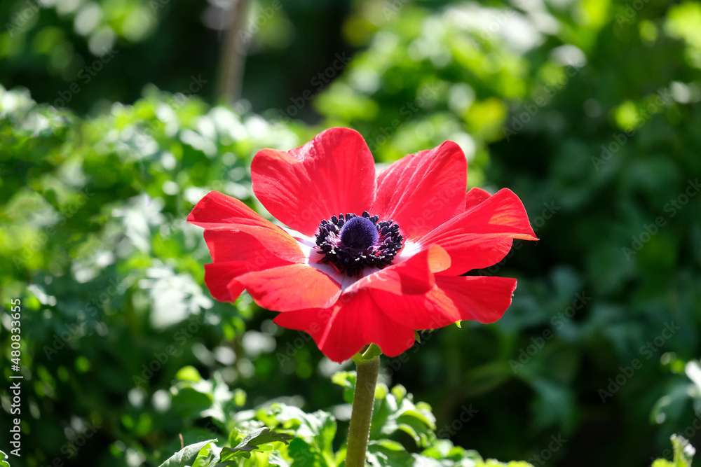 Spring bloom of red anemone (Anemone coronaria) Spring bloom of red anemone (Anemone coronaria)