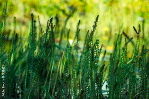Tannenwedel (Hippuris vulgaris), Wasserpflanze, Reinigen, Teich, Bepflanzung, Ufer photo
