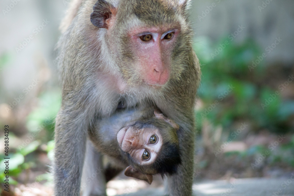 Naklejka premium 可愛いサル