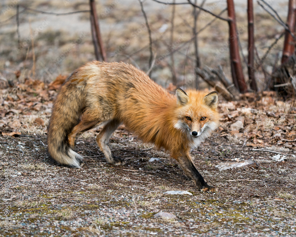 Fototapeta premium Red Fox Photo Stock. Fox Image. Close-up profile view in the spring season stretching and displaying fox tail, fur, in its environment and habitat with a blur background. Picture. Portrait.