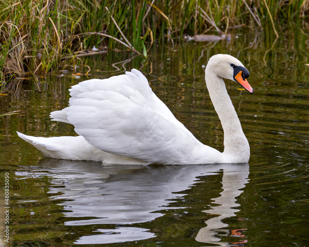 Naklejka premium Swan Mute Stock Photo and Image. Swan Mute bird swimming with spread white wings with water background in its environment and habitat surrounding. Portrait. Picture.
