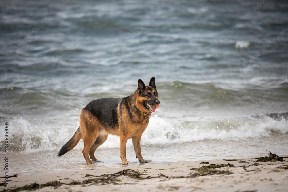 A female German Shepherd Dog enjoying a day at the beach. A female German Shepherd Dog enjoying a day at the beach.