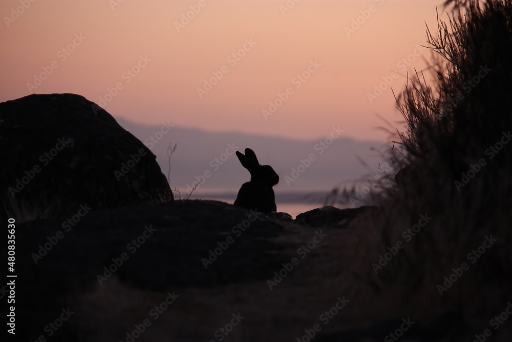 A silhouetted rabbit at sunset on a mountaintop