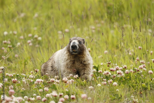 Hoary Marmot in a field with flowers