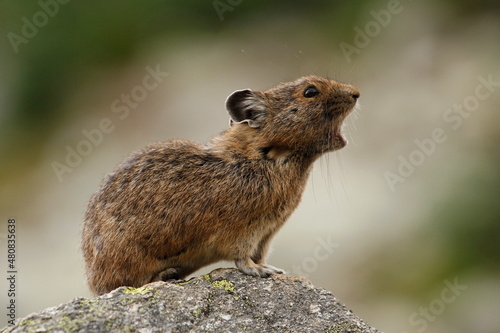 American Pika calling atop a rock