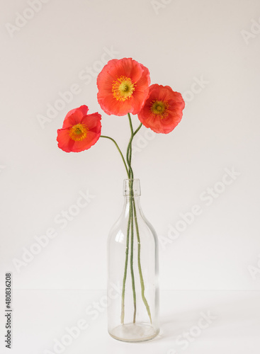Vertical close up of three red poppies in glass bottle against white background