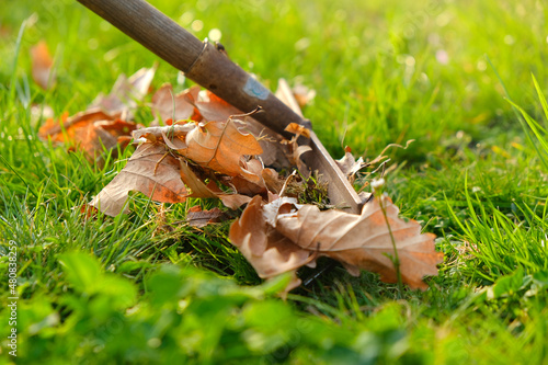  Harvesting leaves in the garden in the spring season.Cleaning the garden in the spring. Hands in gloves autumn leaves in a brown bucket on spring green garden background © Yuliya