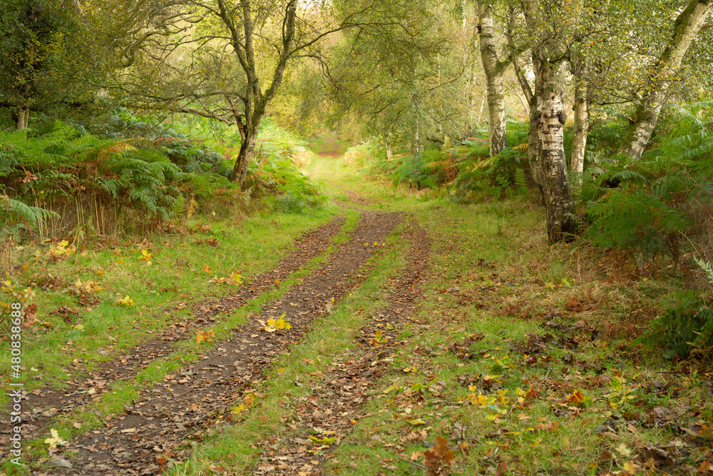 Fototapeta premium footpath in the woods