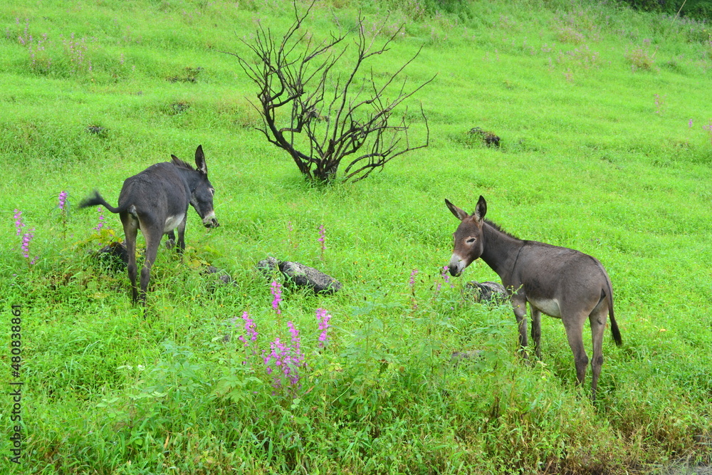 Fototapeta premium Oman