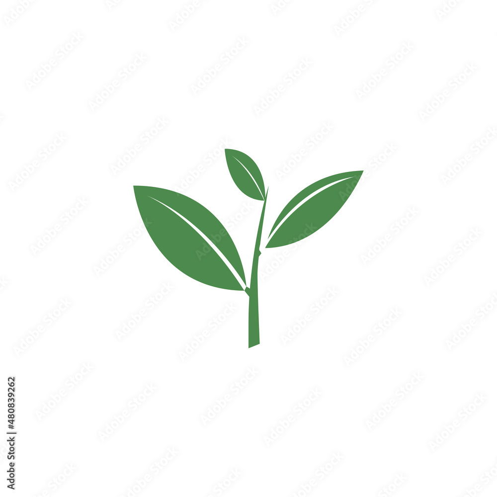 Illustration of green tea leaf isolated on white background. Illustration of green tea leaf isolated on white background.