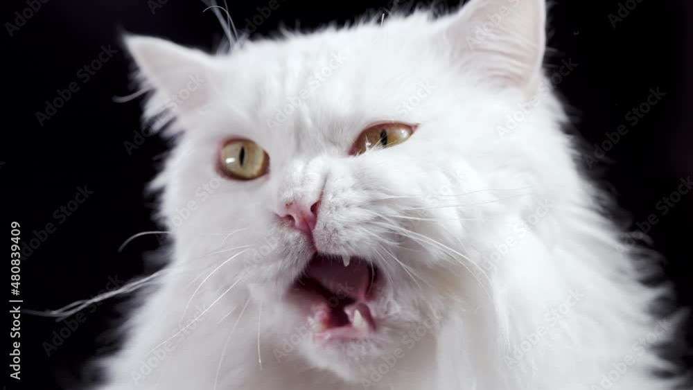 Fluffy cat licking after delicious meal on black background. Studio slow motion footage. White hungry pussycat shaking head. Animal wool allergy concept. Fluffy cat licking after delicious meal on black background. Studio slow motion footage. White hungry pussycat shaking head. Animal wool allergy concept.