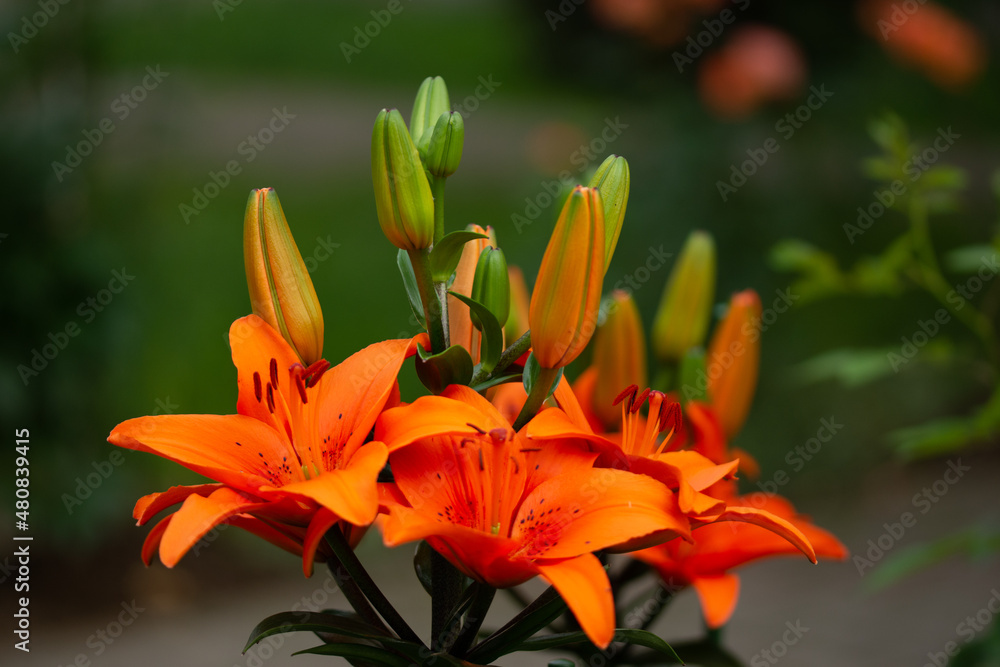 orange lilies in the cemetery in Romania, Bistrita orange lilies in the cemetery in Romania, Bistrita