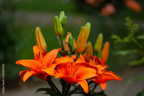 orange lilies in the cemetery in Romania, Bistrita 