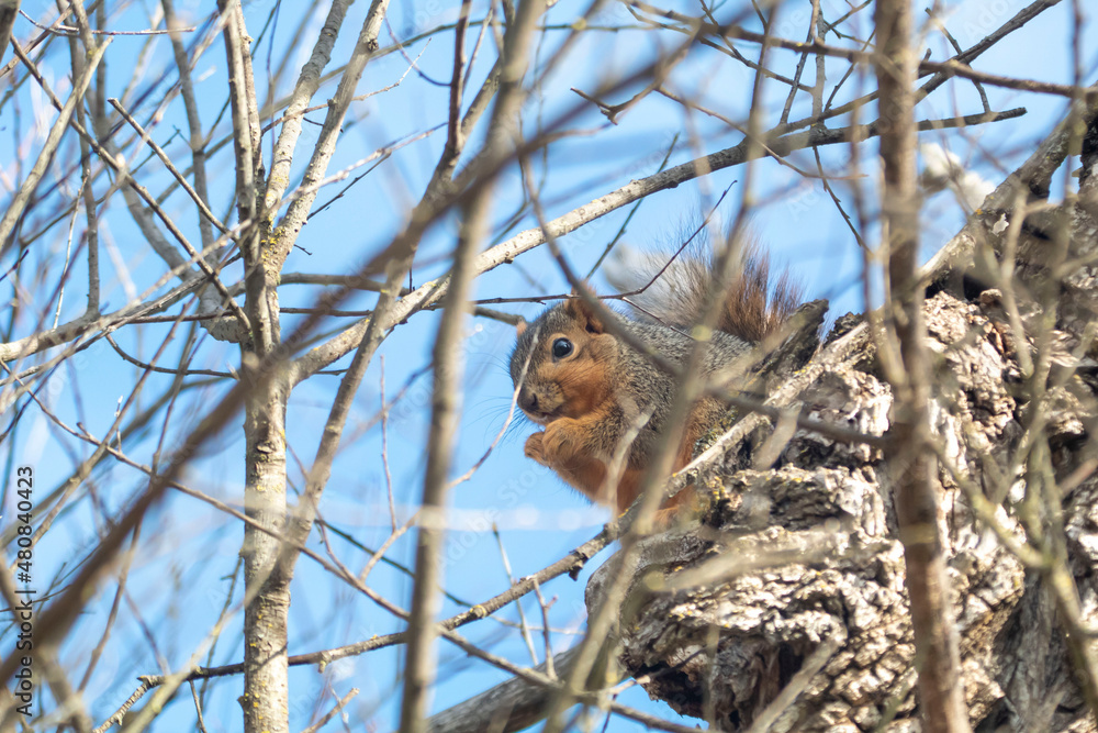 A tree squirrel sitting in a tree