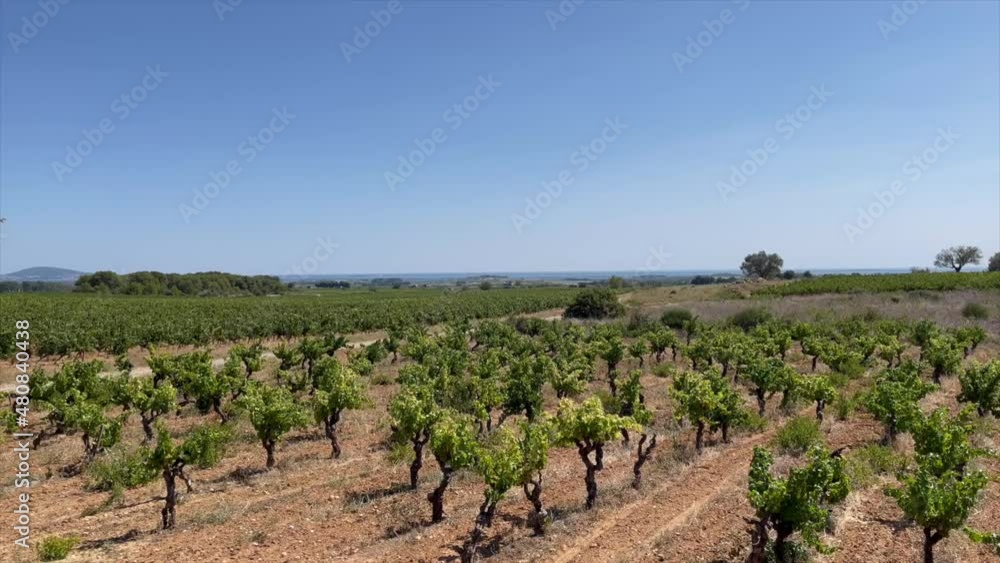 Picpoul de Pinet vineyards, Languedoc, France Picpoul de Pinet vineyards, Languedoc, France