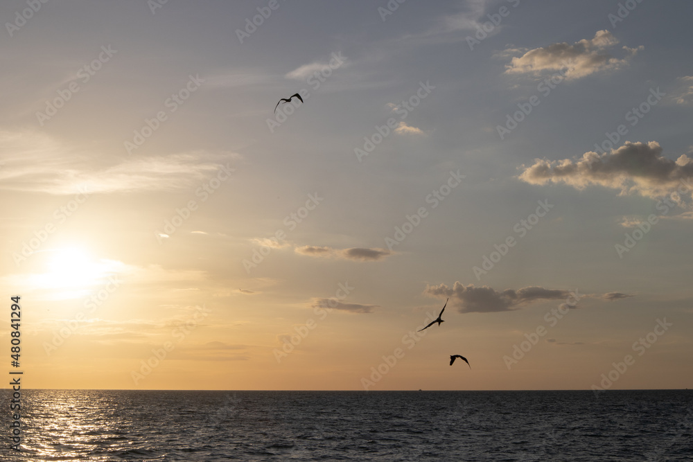 Trio de gaviotas en Progreso