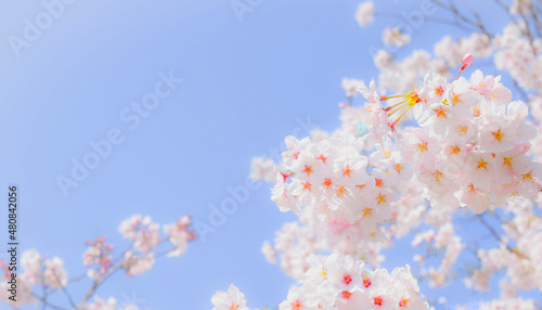 明るい青空に映える満開の桜の花、青空と満開の桜の花のクローズアップ、背景素材 © yuri-ab