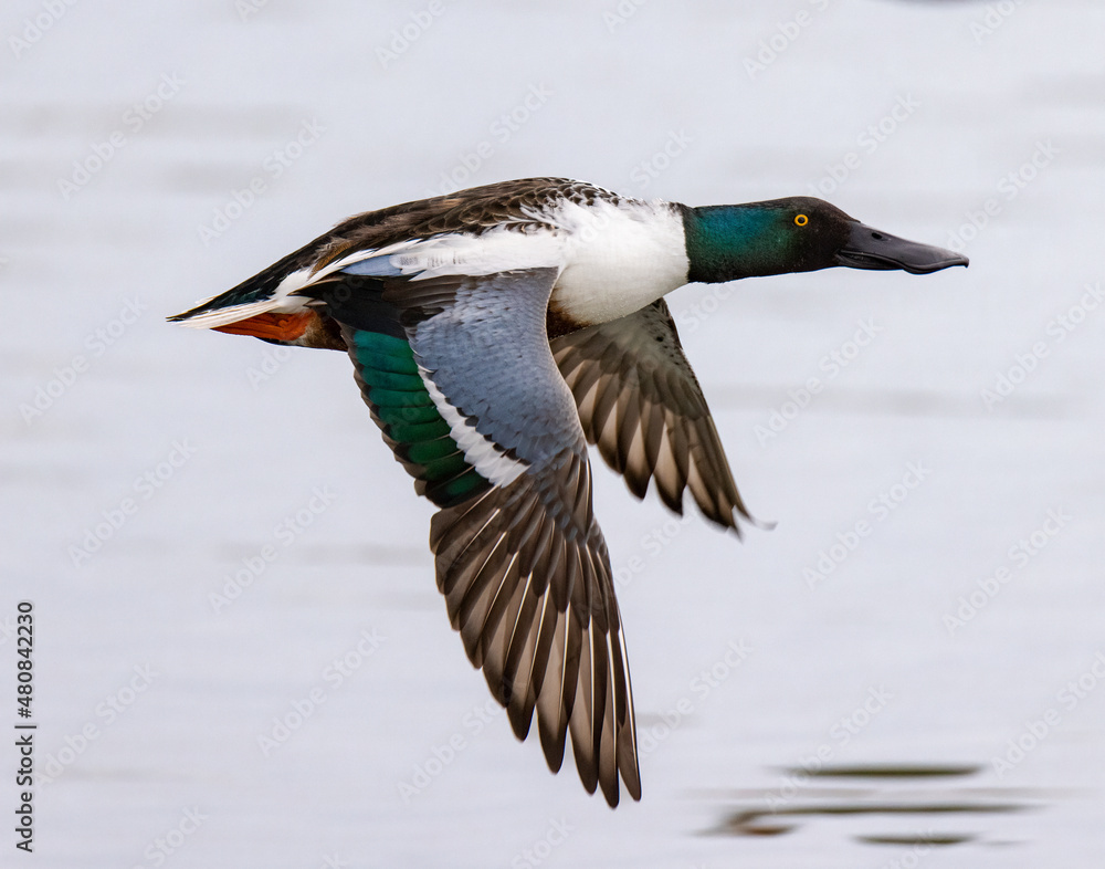 Fototapeta premium Northern shoveler drake (Spatula clypeata) in flight Colorado, USA