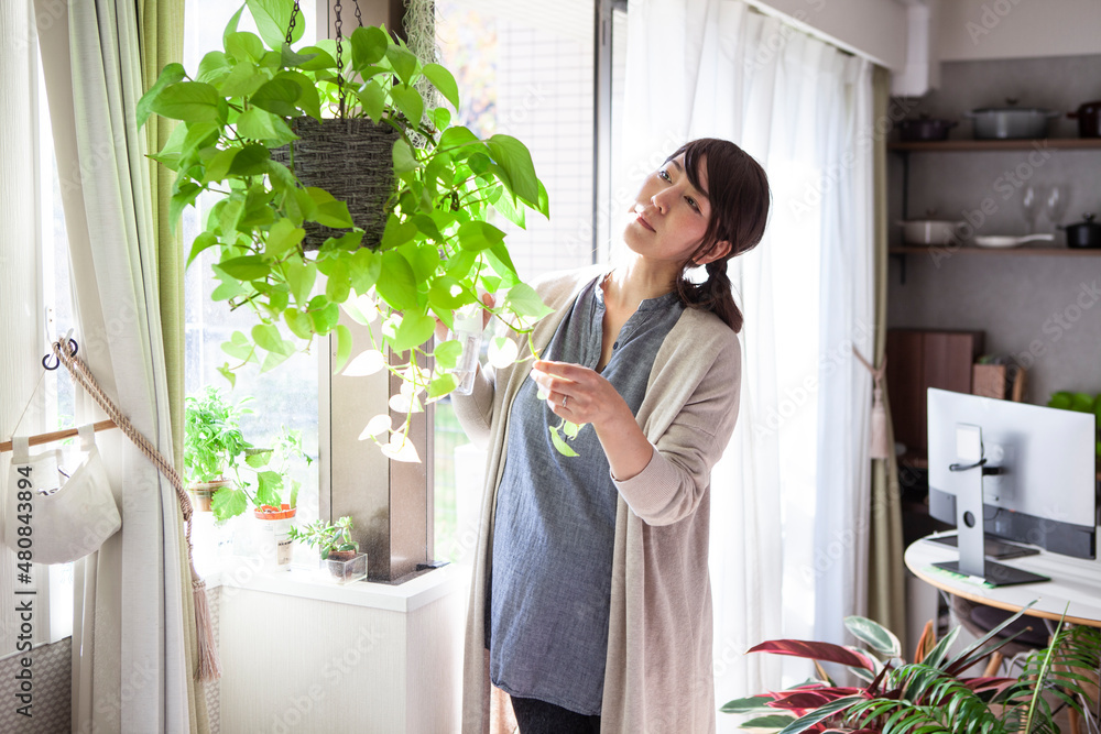 妊婦の女性が観葉植物に水やりをしている 妊婦の女性が観葉植物に水やりをしている