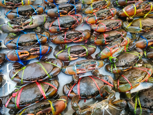 Raw crab on ice, fresh seafood crab for cooked food at restaurant or seafood market, mud crab